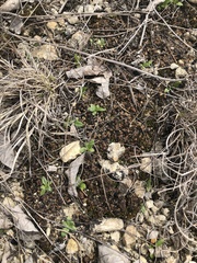 Clavascidium lacinulatum