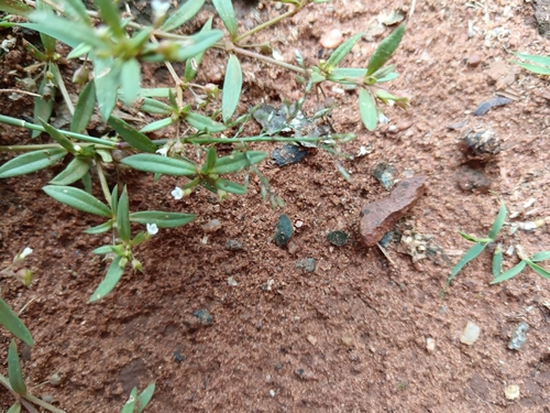 Gisekia pharnaceoides (Gisekia pharnaceoides)