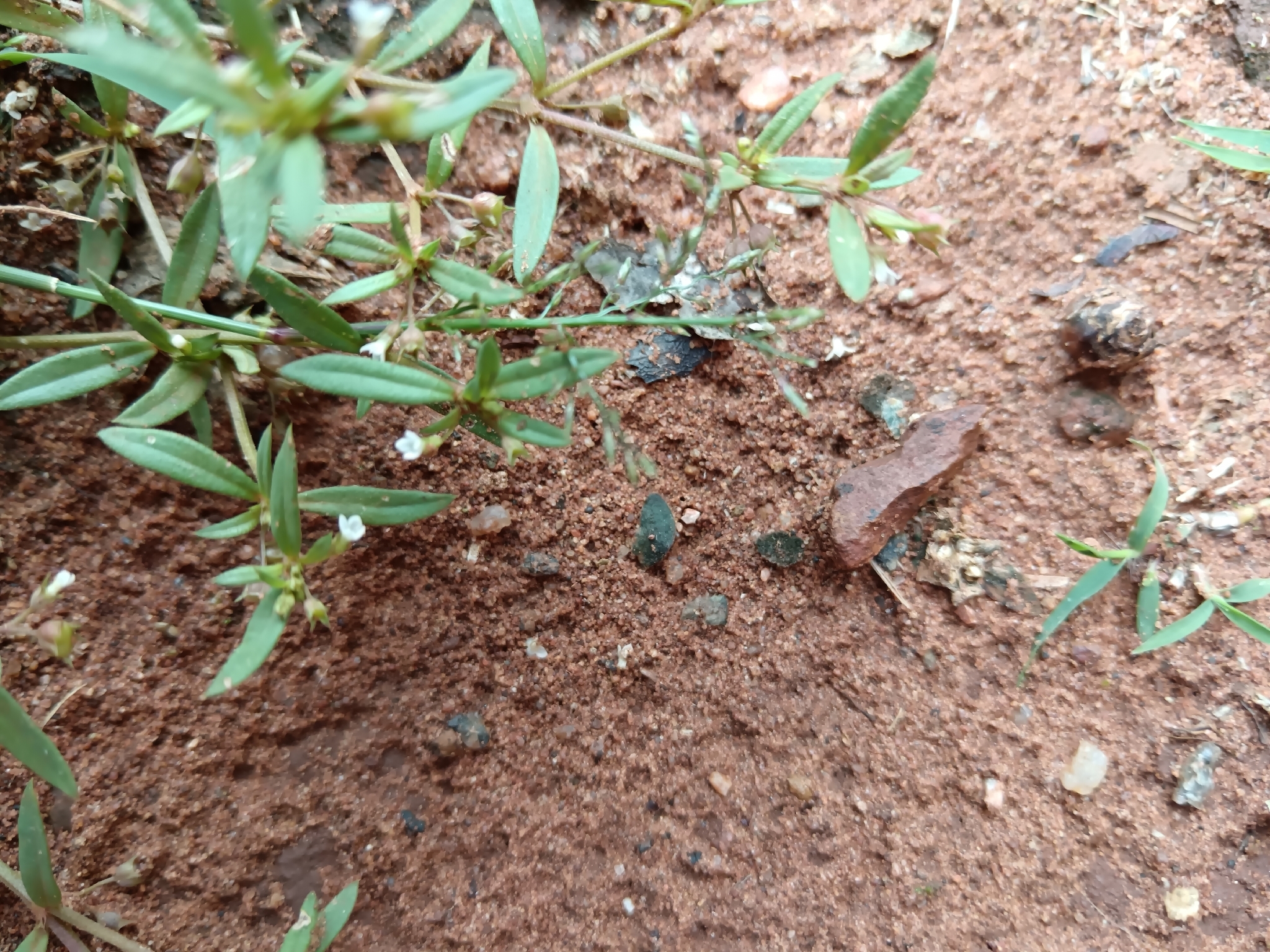 Gisekia Pharnaceoides (Gisekia pharnaceoides)