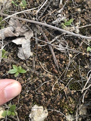 Clavascidium lacinulatum