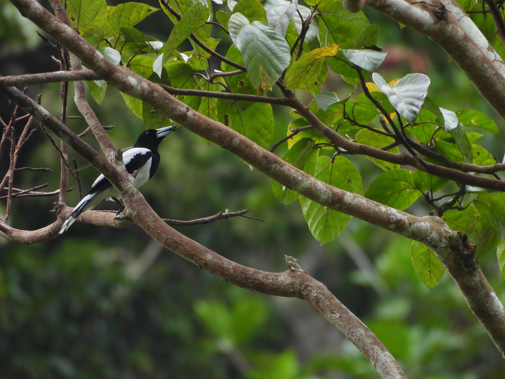 Hooded Butcherbird (Cracticus cassicus), photo 1