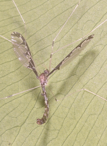Dolichopeza geniculata