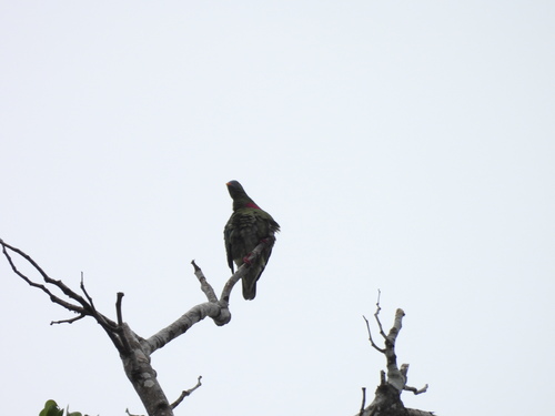 Claret-breasted Fruit Dove (Ptilinopus viridis)