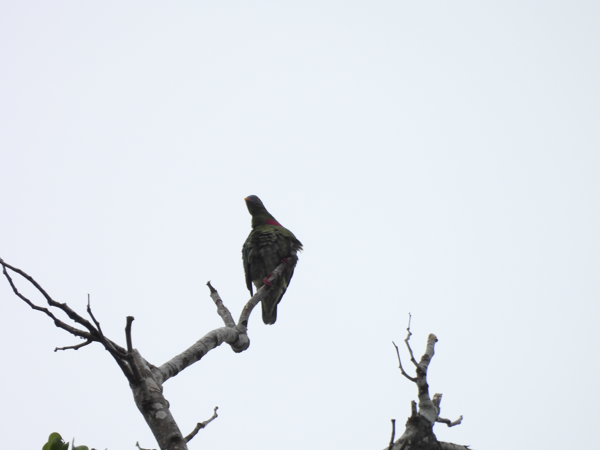 Claret-breasted Fruit Dove (Ptilinopus viridis), photo 1