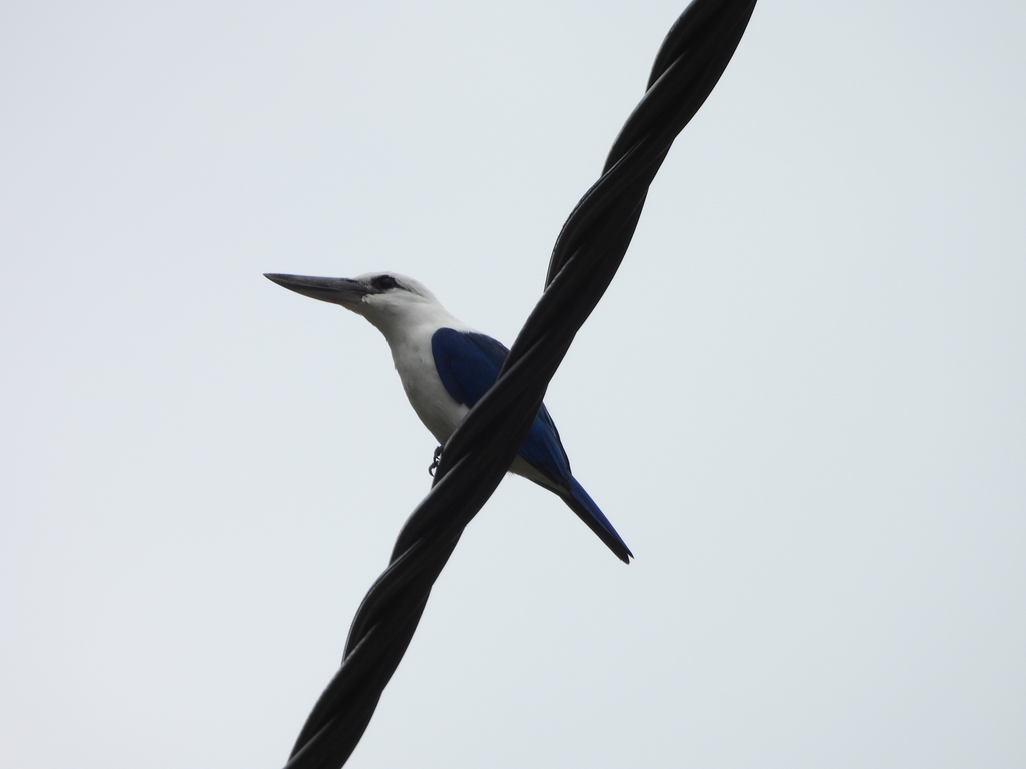 Beach Kingfisher (Todiramphus saurophagus), photo 8