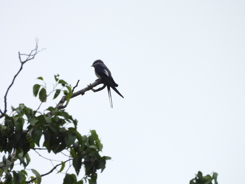 Moustached Treeswift (Hemiprocne mystacea), photo 2
