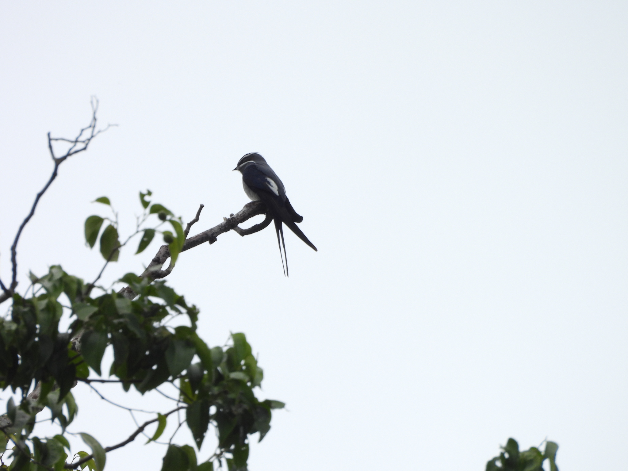 Moustached Treeswift (Hemiprocne mystacea), photo 2