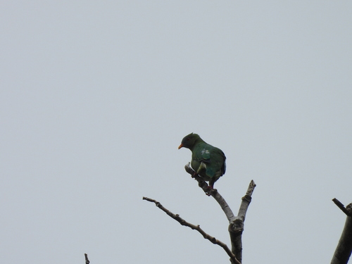 Claret-breasted Fruit Dove (Ptilinopus viridis), photo 2