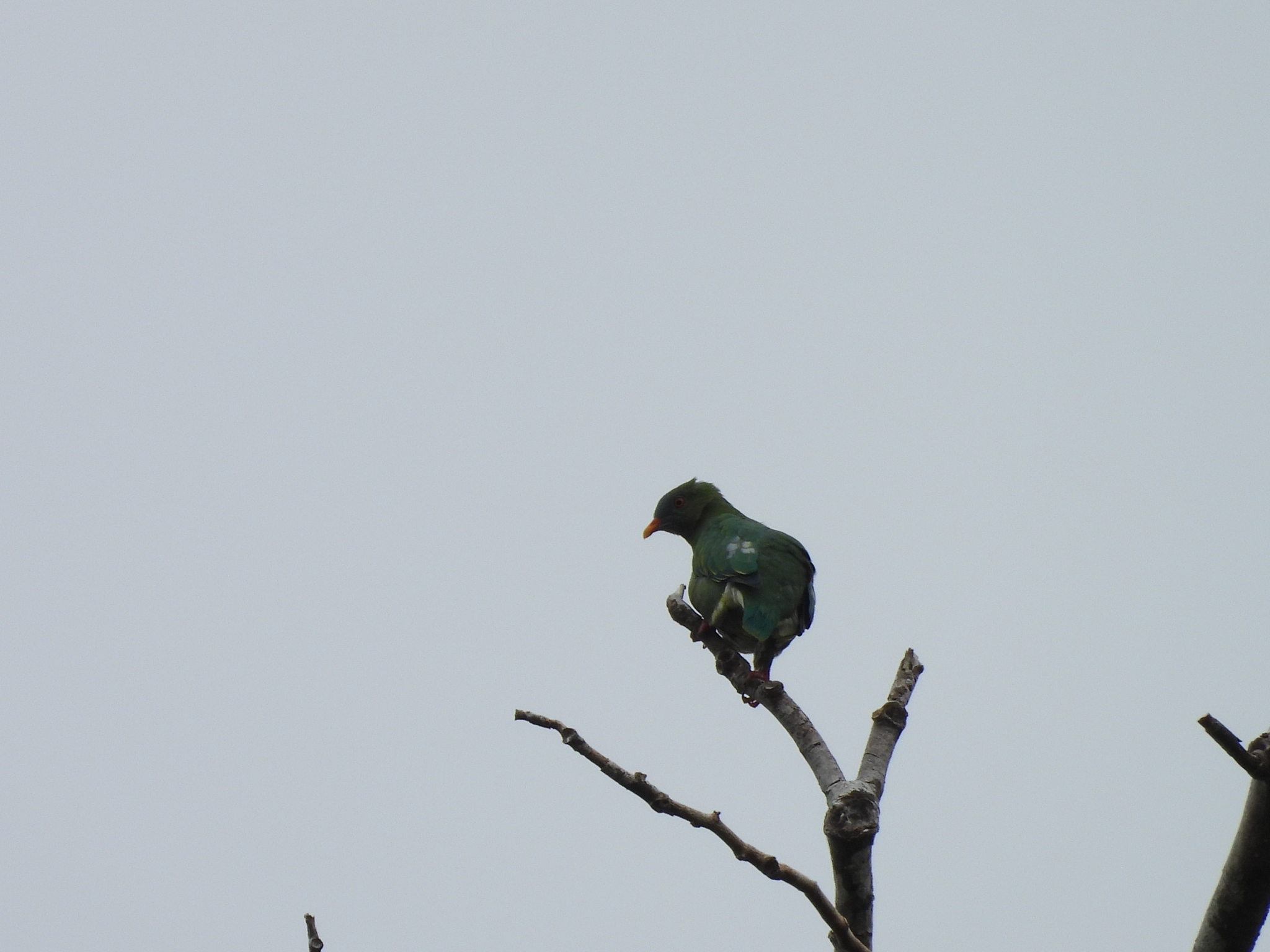 Claret-breasted Fruit Dove (Ptilinopus viridis), photo 2