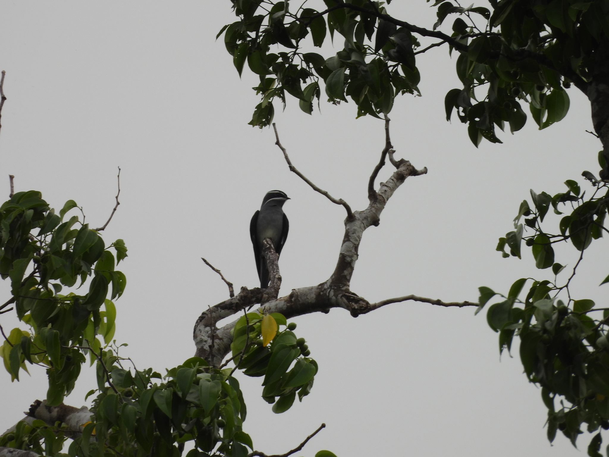 Moustached Treeswift (Hemiprocne mystacea), photo 3