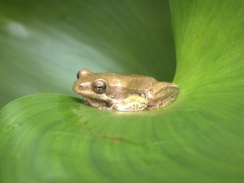 Margined Reed Frog