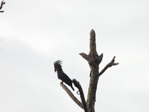 Palm Cockatoo (Probosciger aterrimus), photo 5
