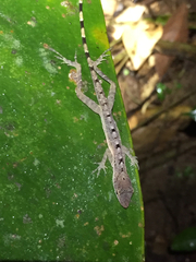 Anolis zeus
