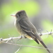 Southern Tropical Pewee - Photo (c) manuel guadalupe joya cohuo, some rights reserved (CC BY-NC), uploaded by manuel guadalupe joya cohuo