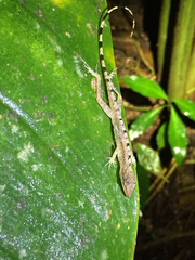 Anolis zeus