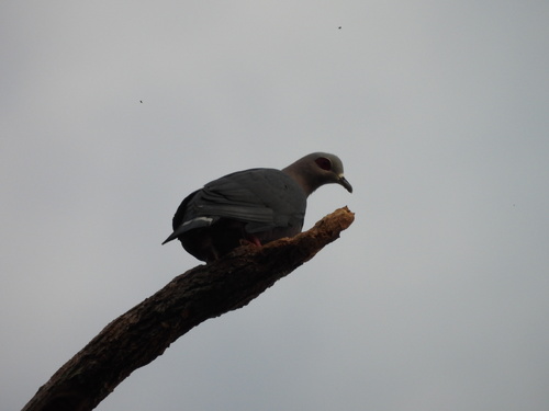 Pinon's Imperial Pigeon (Ducula pinon), photo 2
