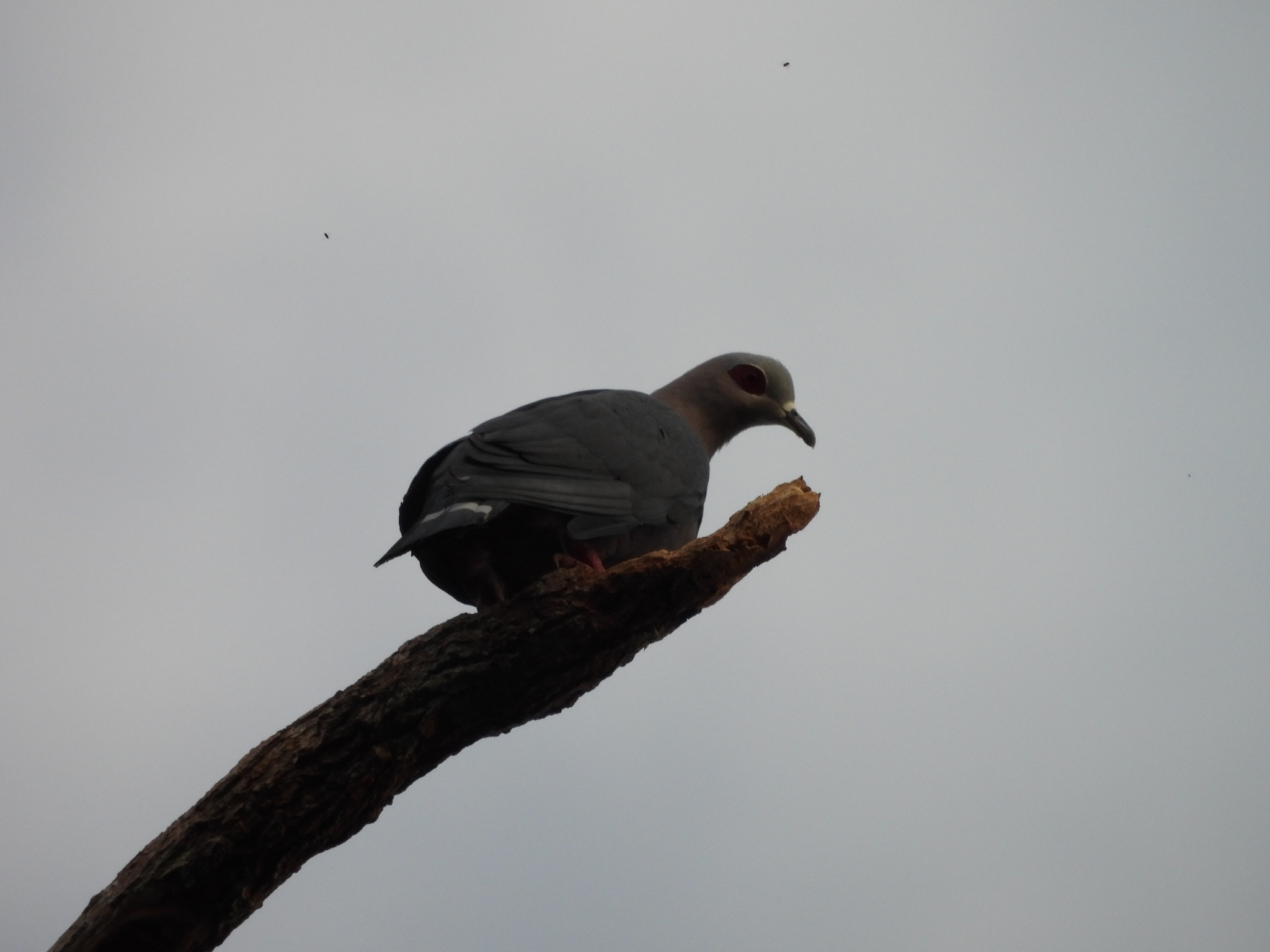 Pinon's Imperial Pigeon (Ducula pinon), photo 2