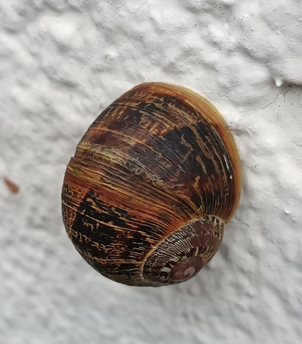 Cornu aspersum