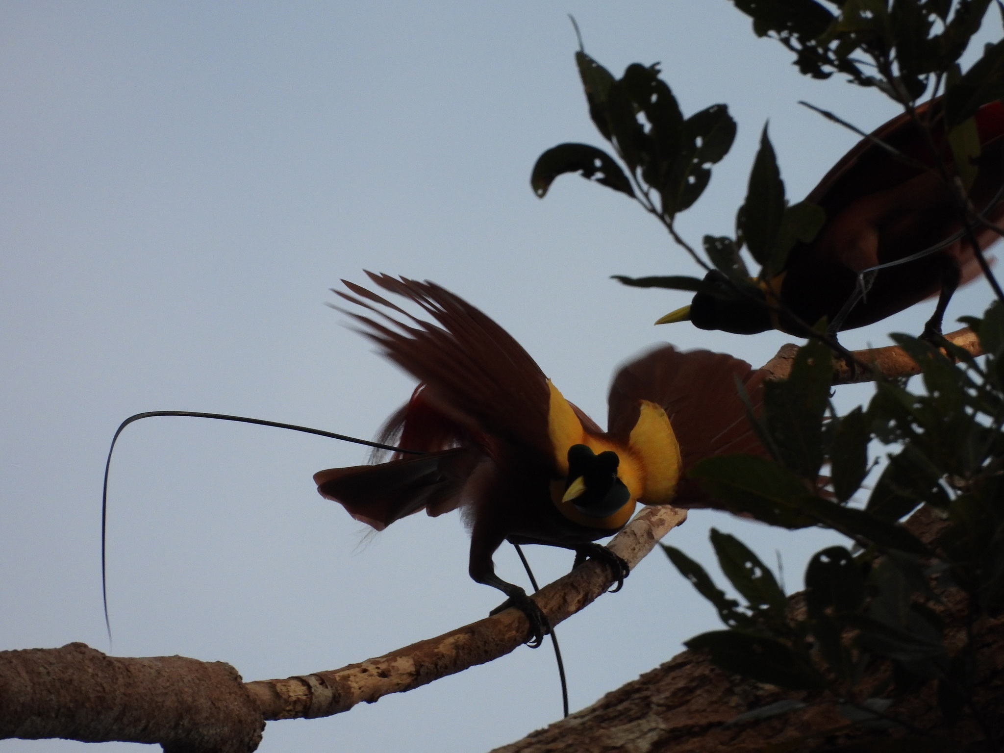 Red Bird-of-paradise (Paradisaea rubra), photo 2