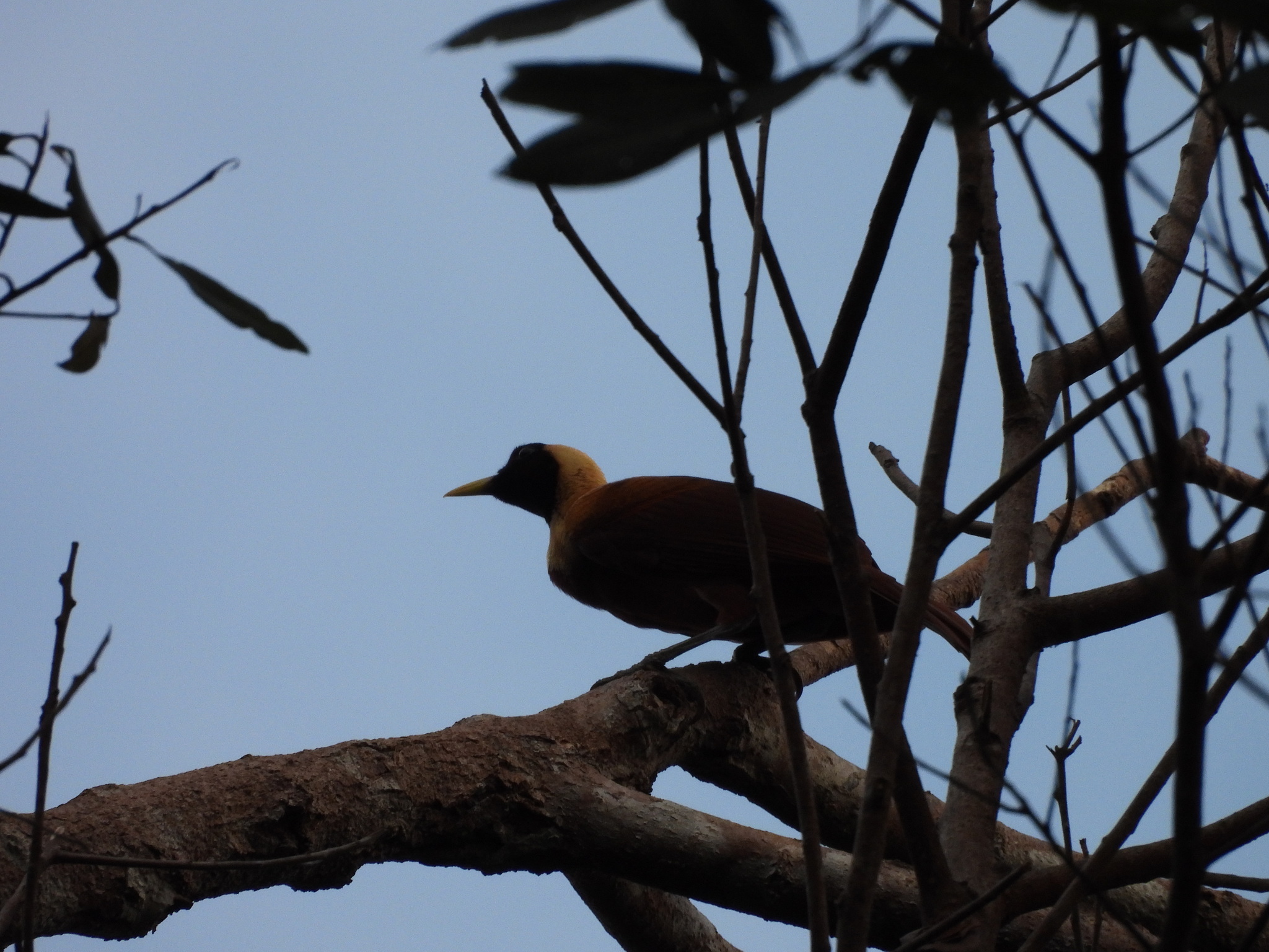 Red Bird-of-paradise (Paradisaea rubra), photo 3