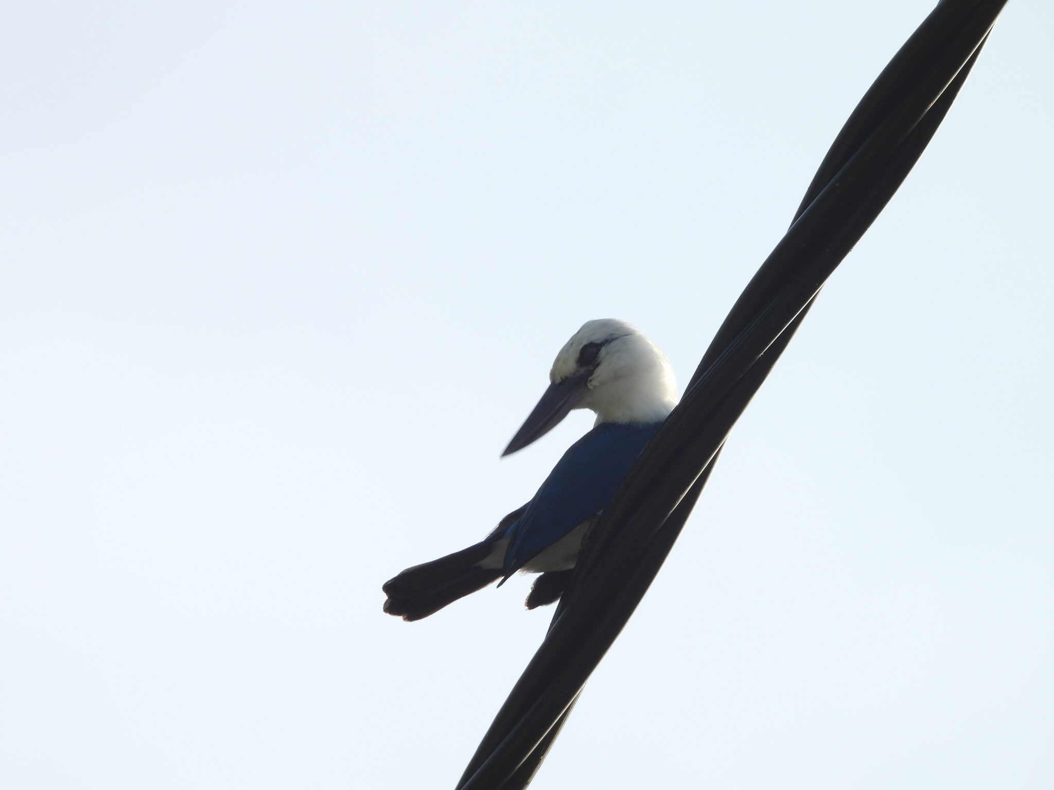 Beach Kingfisher (Todiramphus saurophagus), photo 6