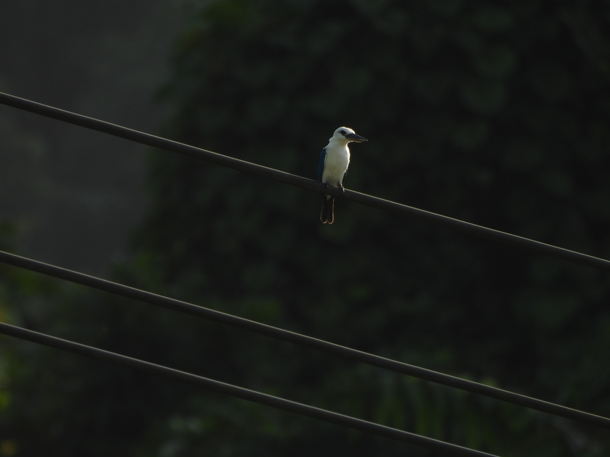 Beach Kingfisher (Todiramphus saurophagus), photo 7