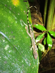 Anolis zeus