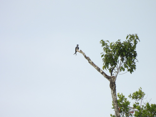 Moustached Treeswift (Hemiprocne mystacea)