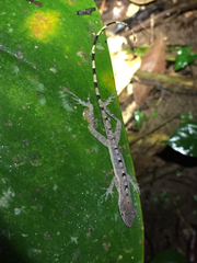 Anolis zeus
