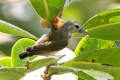 Andaman Flowerpecker photo 3