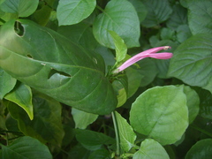 Justicia brasiliana