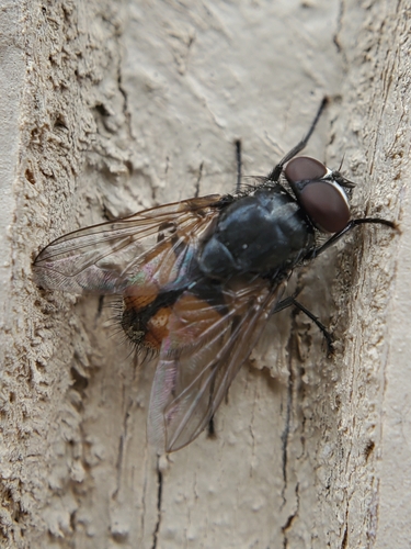Unknown species found near Karns, TN 37921, USA