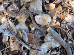 Elgaria multicarinata multicarinata