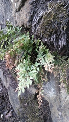 Asplenium cuneifolium