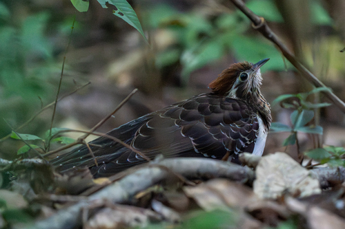 Pheasant Cuckoo (Dromococcyx phasianellus), photo 1