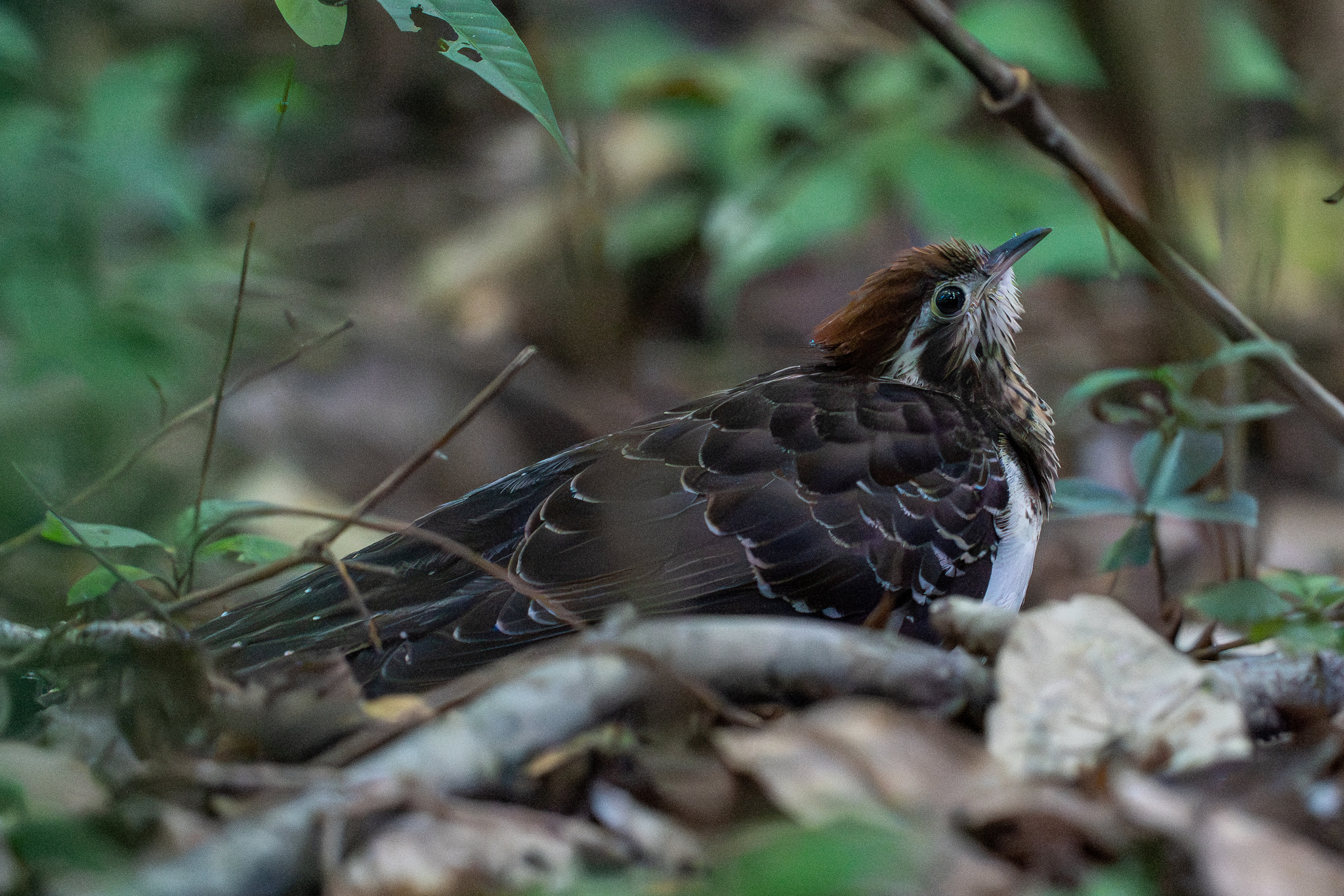 Pheasant Cuckoo (Dromococcyx phasianellus), photo 2