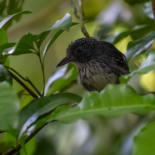 Spot-crowned Antvireo (Dysithamnus puncticeps), photo 5