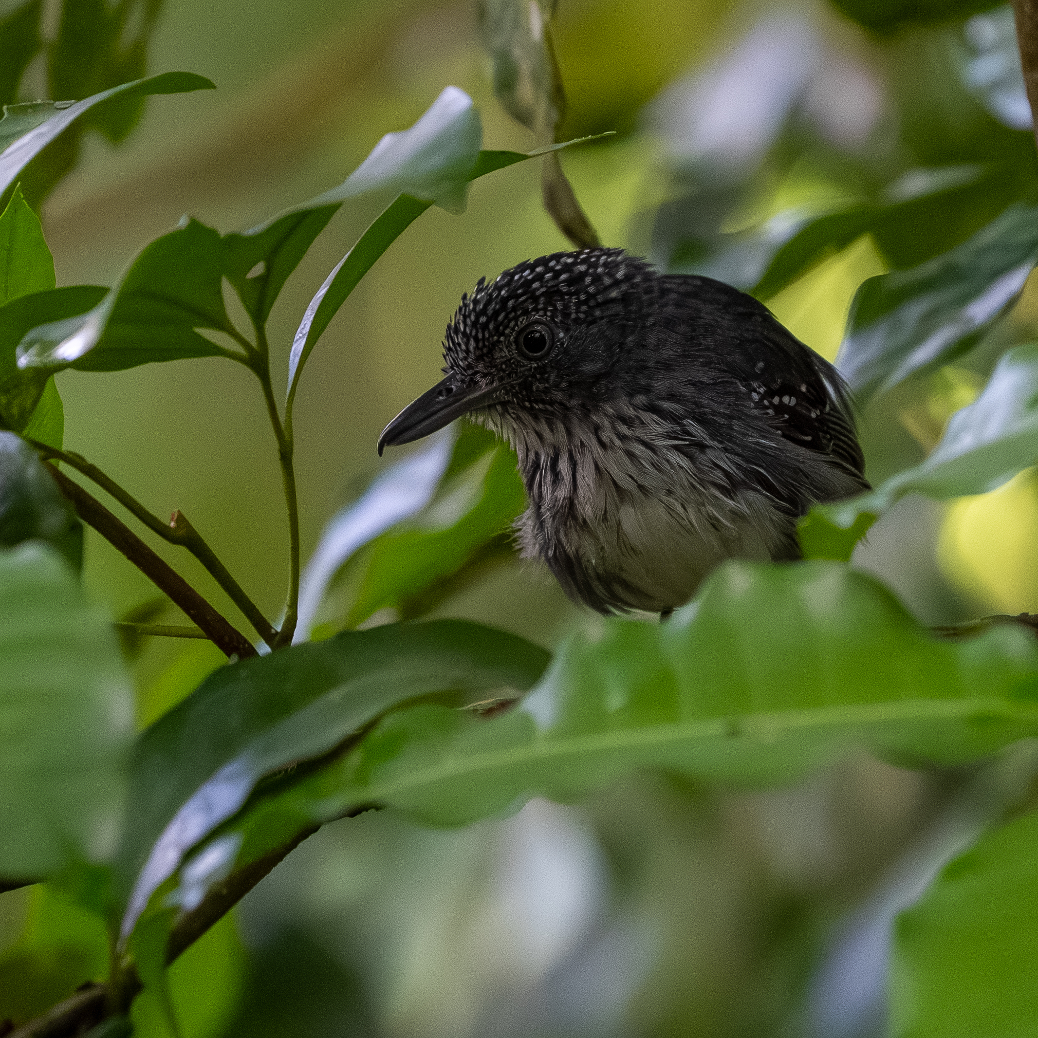Spot-crowned Antvireo (Dysithamnus puncticeps), photo 5