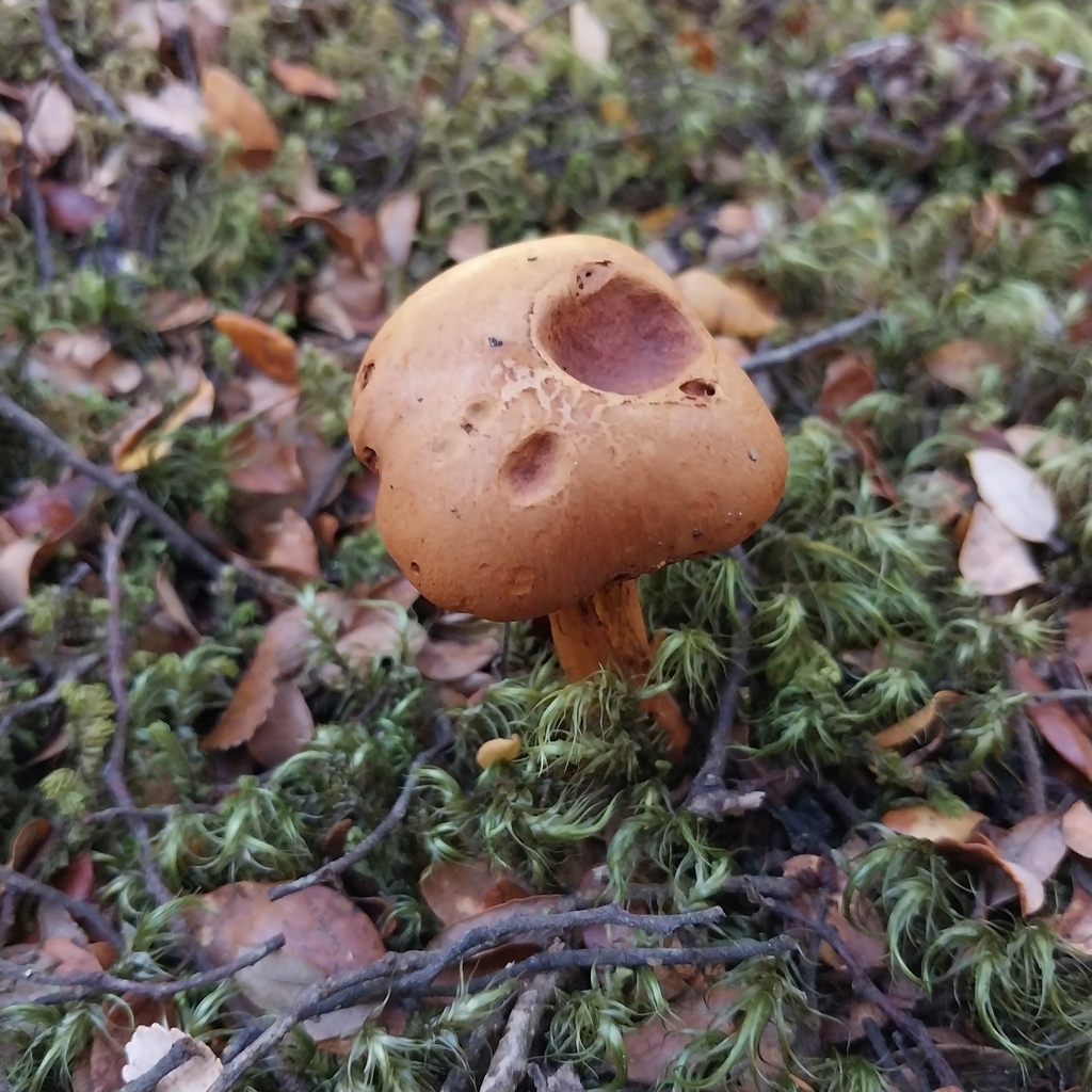Chalciporus piperatus · February 2026 · photo: © kiwialli (iNaturalist, cc-by)
