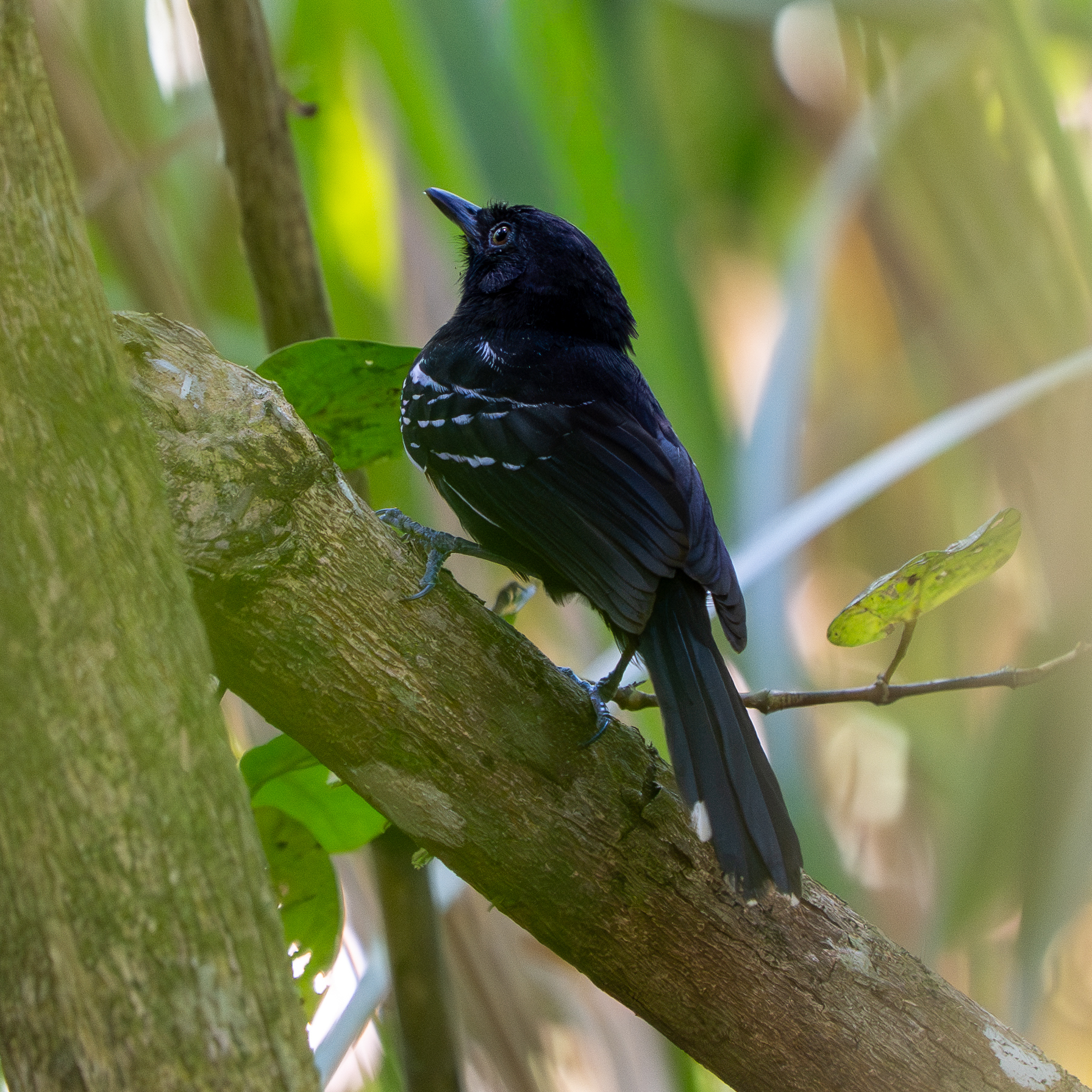 Jet Antbird (Cercomacra nigricans), photo 3