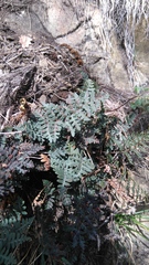 Paragymnopteris marantae marantae