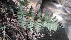 Paragymnopteris marantae marantae