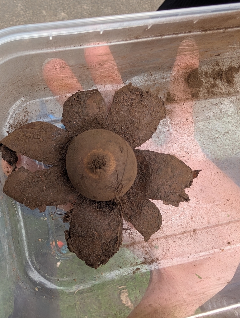 Astraeus hygrometricus · March 2026 · photo: © zatytom (iNaturalist, cc-by-sa)