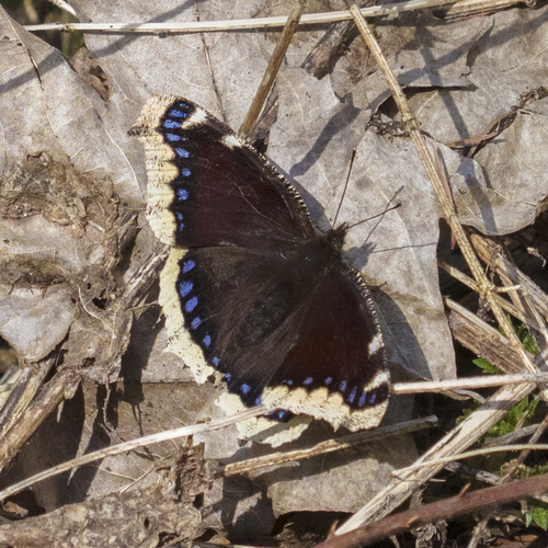 Nymphalis antiopa