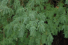 Sophora cassioides
