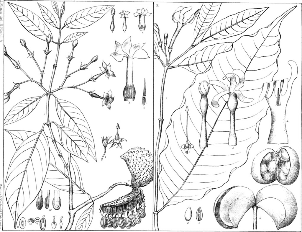 Tabernaemontana undulata