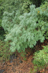 Sophora cassioides