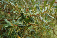 Myrceugenia lanceolata