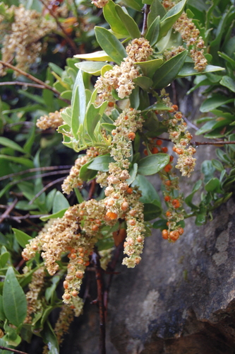 Syncarpella