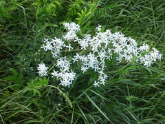 Clematis lathyrifolia